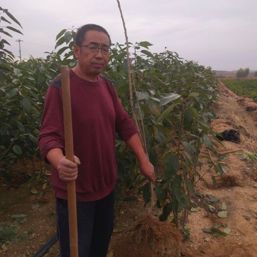 烟台 车厘子美早，俄八美国一号大樱桃苗，基地发货