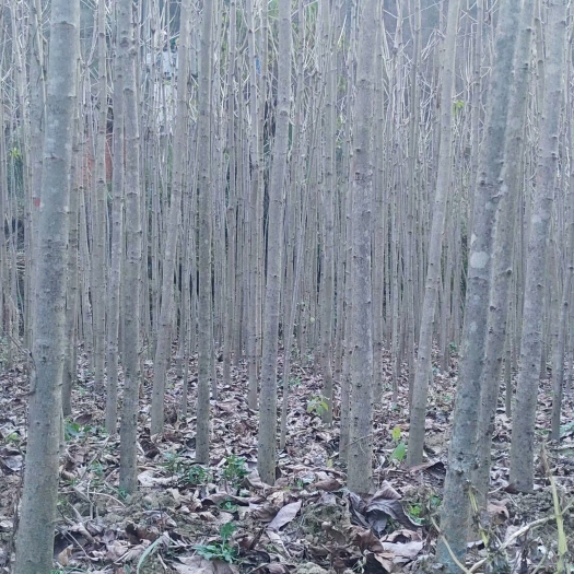 佛坪县 七叶树