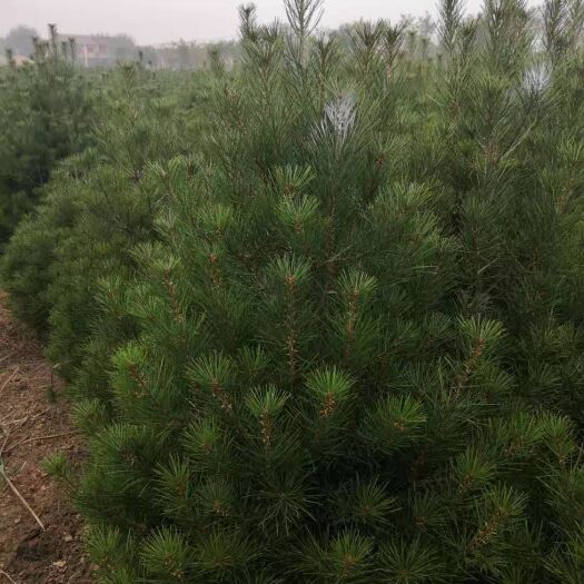 咸阳 白皮松