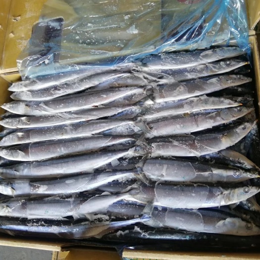  秋刀鱼 巴浪鱼 青占鱼