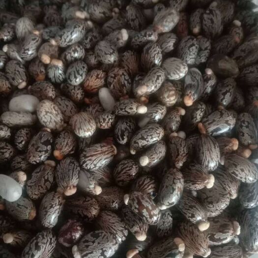 沙湾市蓖麻种子  蓖麻子供应