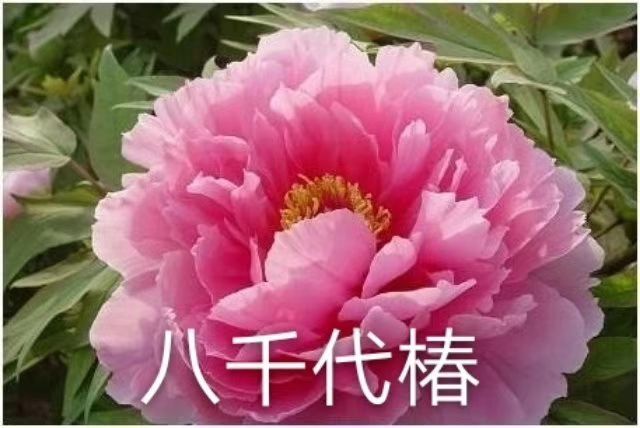 菏泽牡丹苗 供应批发各品种菏泽精品观赏牡丹花苗 牡丹产地自产自销品种纯正
