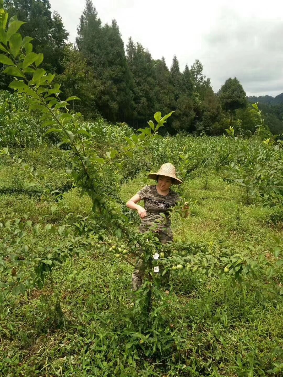  蜂糖李子樹(shù)苗，嫁接苗，第二年結(jié)果