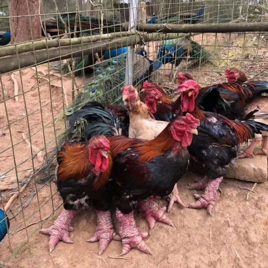南宁东涛鸡苗 越南东涛鸡