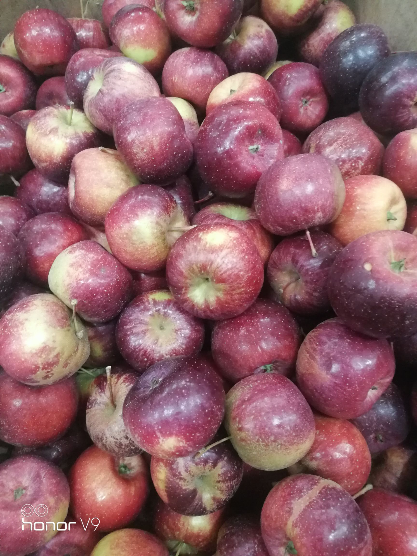 龙丰果 55mm以上 全红 光果