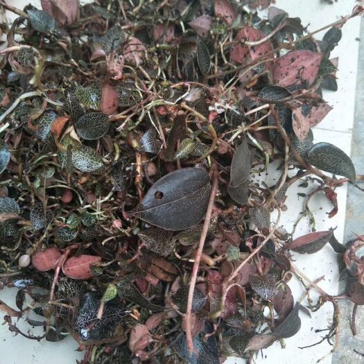 博罗县 金线莲
