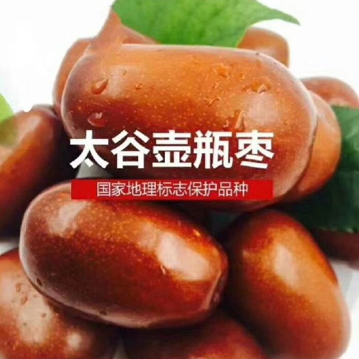 晋中 骏枣苗