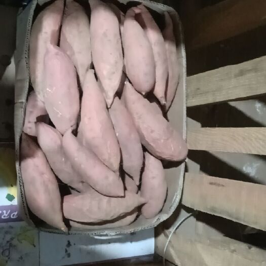 兴城市种薯 烟薯25