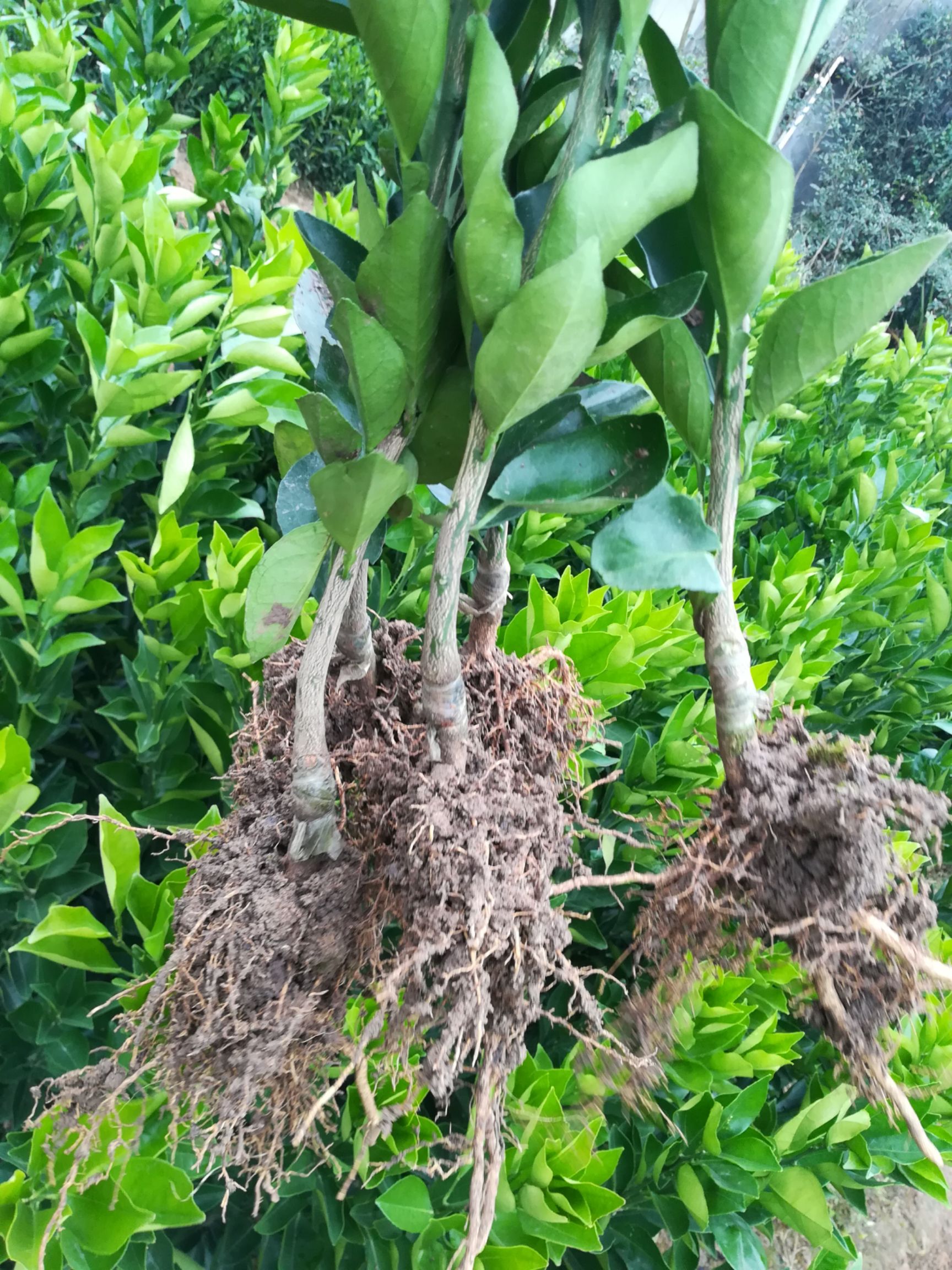 媛红碰柑苗 红韵香柑苗,媛红椪柑苗,叶片青秀,根系优良,品质保证