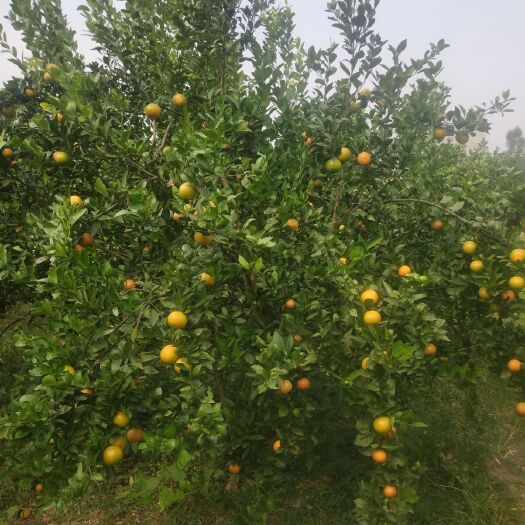 桂林皇帝柑 贡柑，无农药，天然，自种自吃，少量出售