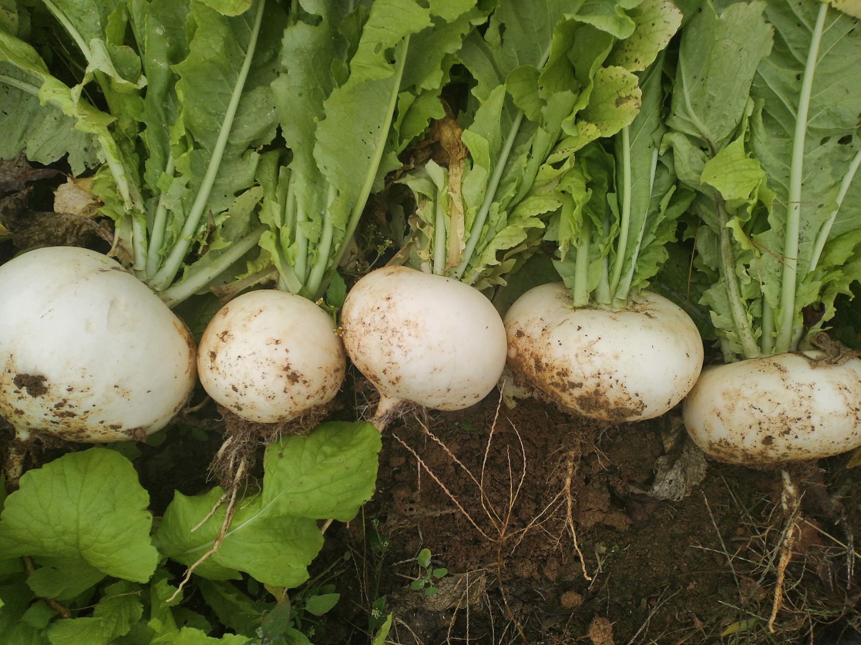 瓮安县圆白萝卜 来自贵州.海拔1200米的高山无公害蔬菜.