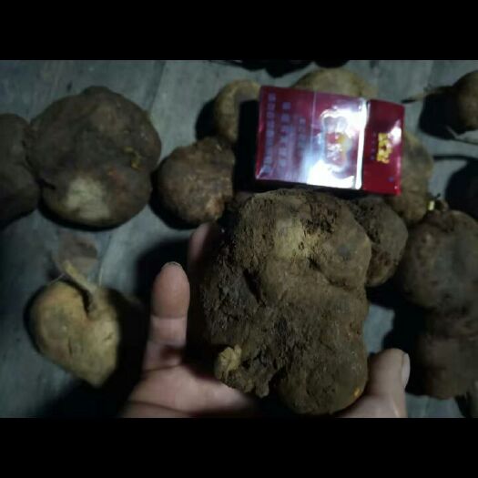 遵义金果榄 地苦胆(金果览)