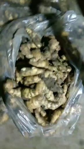 沂水县大黄姜  山东大姜，老姜常年大量供应，货源充足，诚信第一