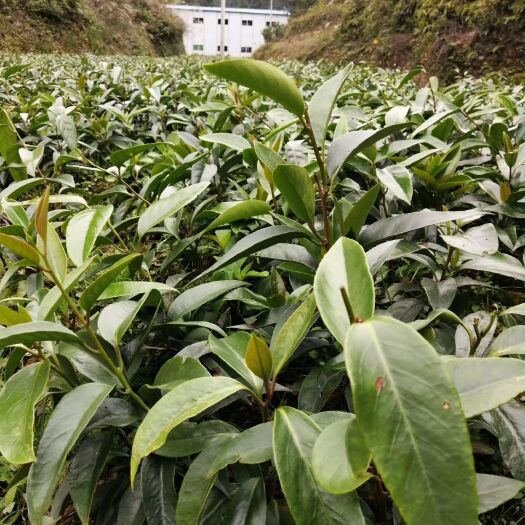 通道县粉红黑老虎苗  黑老虎布福那黑老虎果苗粉红一号黑老虎果苗黑老虎种子
