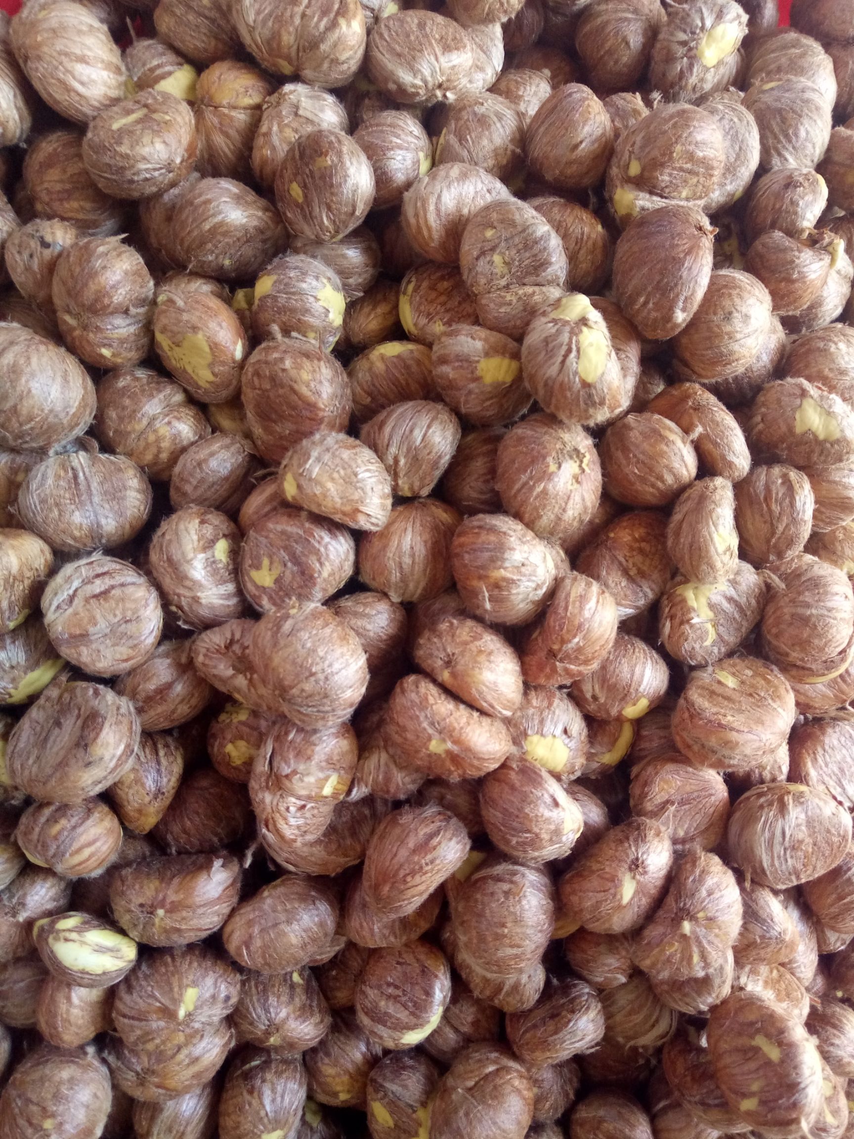 油栗  江西省瑞金市有大量半斤1斤，5斤真空包装带干燥剂鲜板栗出售