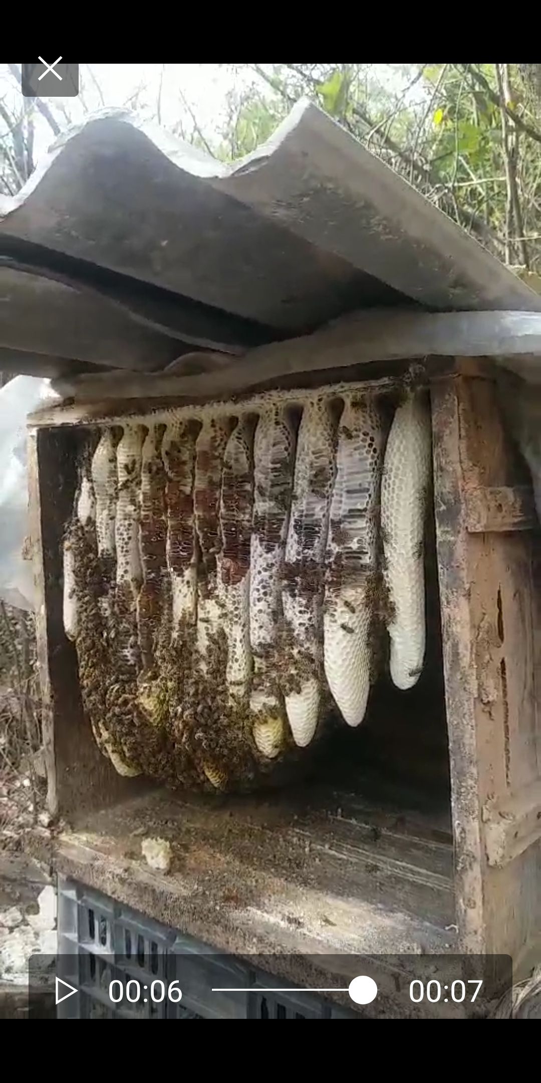 纯正的土蜂蜜(纯正的土蜂蜜多少钱一斤)