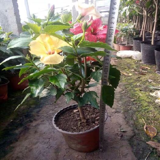 平邑县 木槿花苗盆栽耐寒耐热庭院绿化重瓣木槿苗篱笆苗木棉喇叭花卉