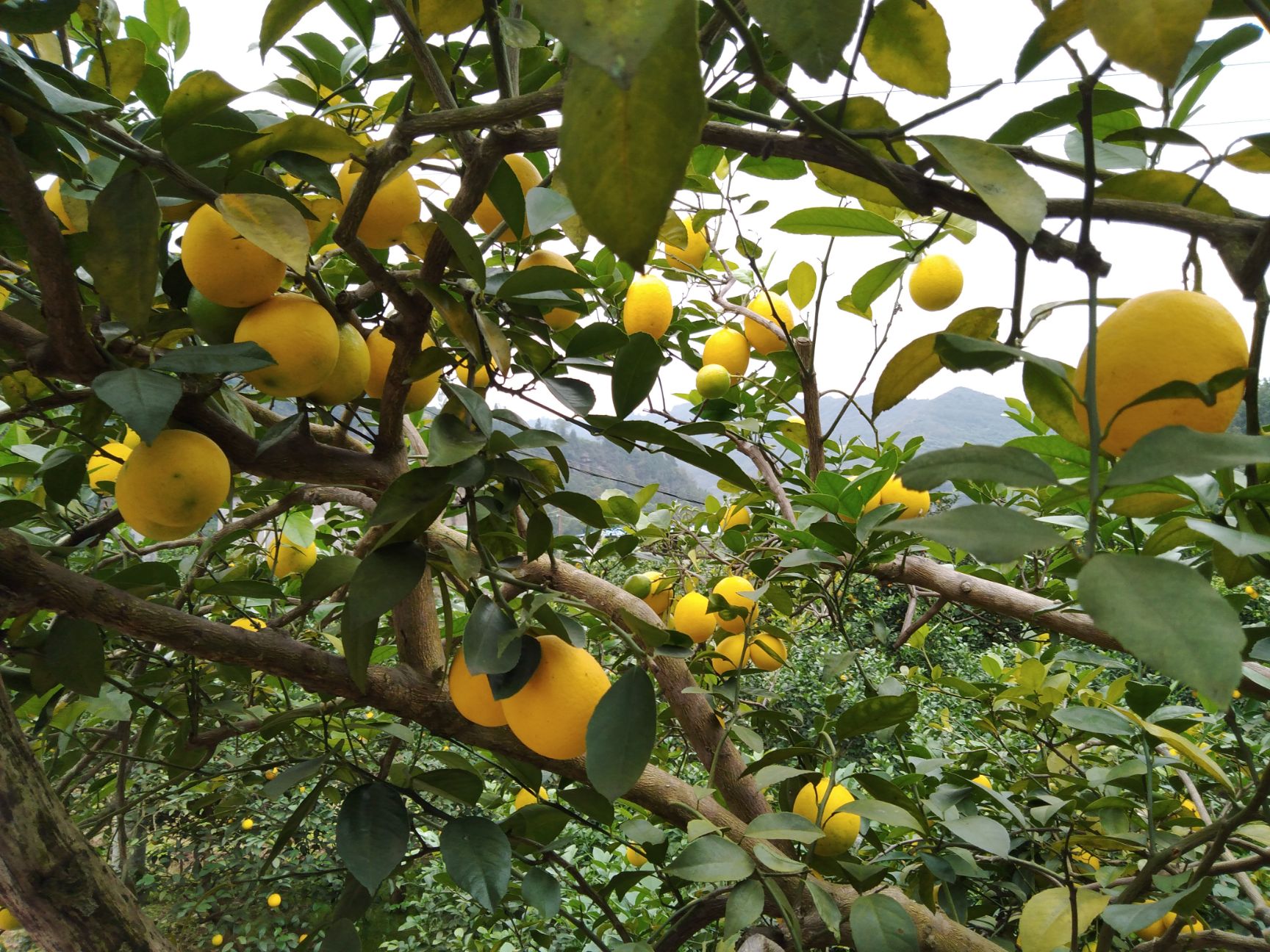  海南黄柠檬万州基地产地直销