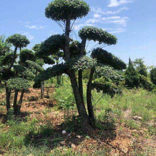 造型对结白蜡 对节白蜡  造型优美