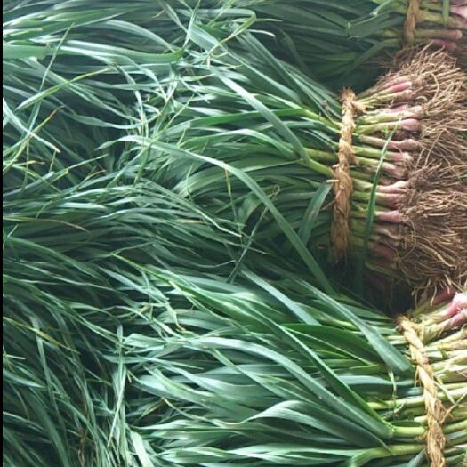 铜陵红根蒜苗 确保大量供应，保证供货新鲜，当天收割当天供应！
