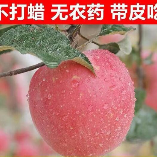 隰县 应季水果新鲜山西脆甜红富士苹果当季冰糖心苹果1箱也包邮
