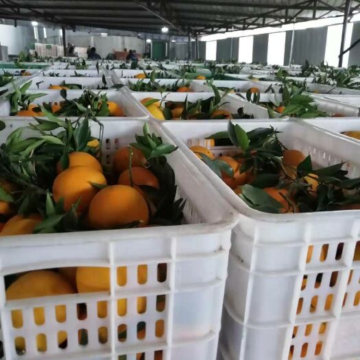 金堂县 金堂脐橙 一件代发