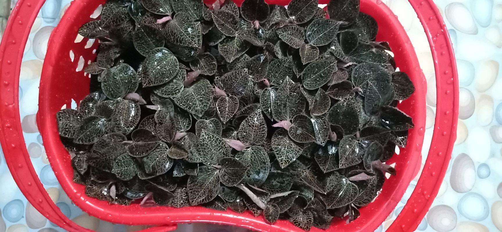  种植新技术，套袋金线莲。