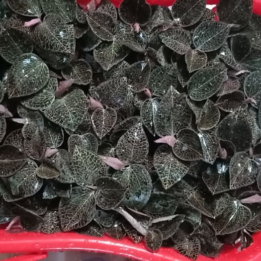 南靖县 种植新技术，套袋金线莲。