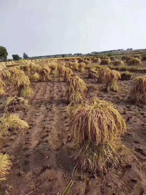 五常市 稻花香稻谷