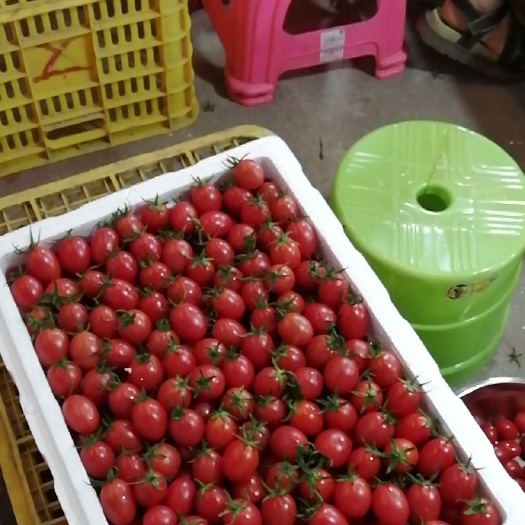 百色千禧圣女果  广西百色圣女果大量上市