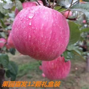 隰县 山西临汾隰县红富士苹果 冷库存放