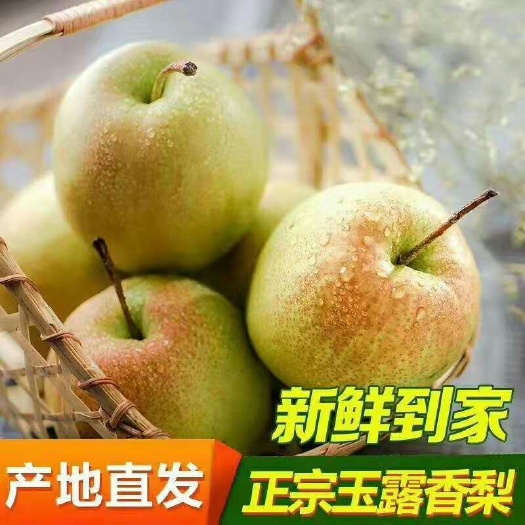 隰县 山西隰县玉露香梨，皮簿汁多香甜可口