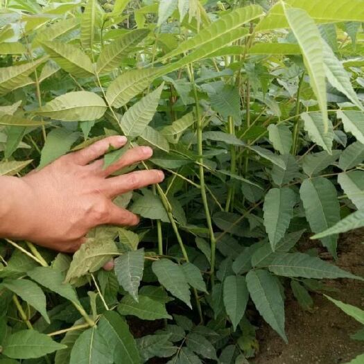 泰安 大棚专用香椿苗 红油香椿苗 苗圃直发成活率高