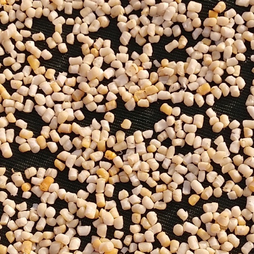 日照干贝 原色柱  八成干  每斤390粒