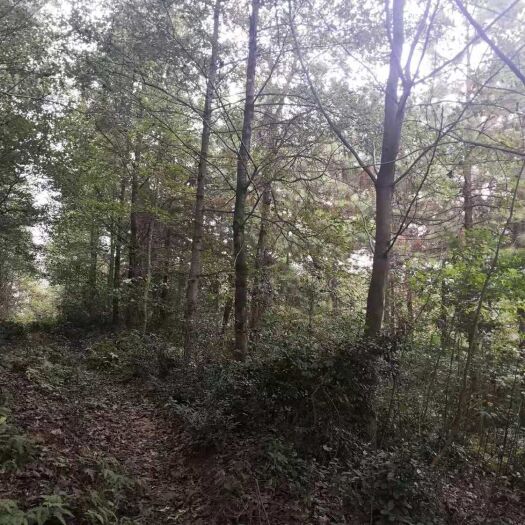 祁阳市 枫香树