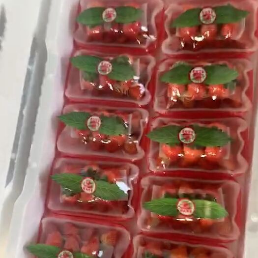 钟祥市 红颜草莓，新鲜上市