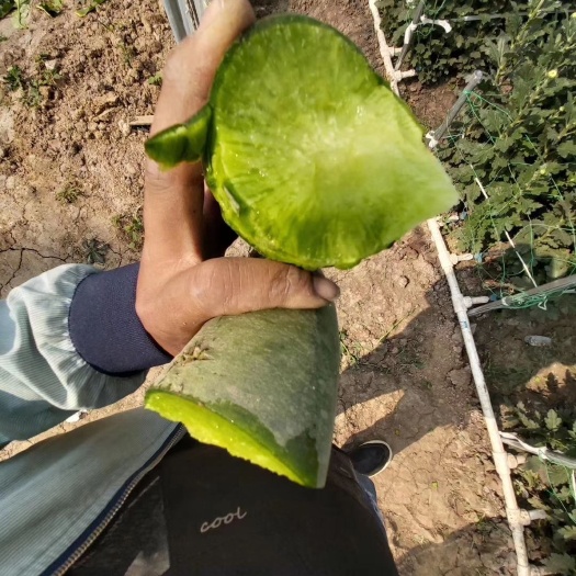 新沂市水果萝卜 0.2~1斤