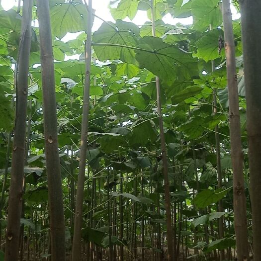 兰考县兰考县焦裕禄泡桐基地