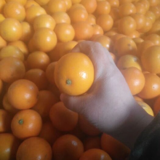 麻阳县 麻阳冰糖橙
