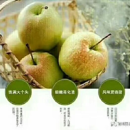 隰县 山西隰县玉露香梨脆甜多汁细嫩无渣新鲜水果梨子