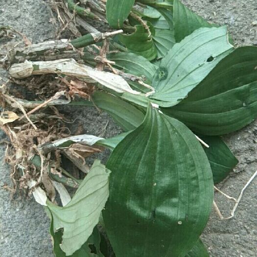 万载县见血清 纯