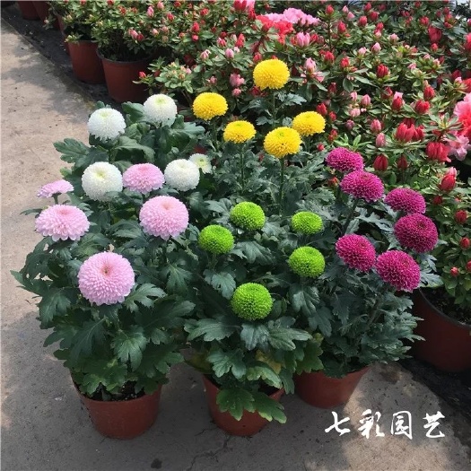 沭阳县 室内菊花盆栽千头菊菊花苗秋菊好看花卉开花不断花卉盆栽带花好养