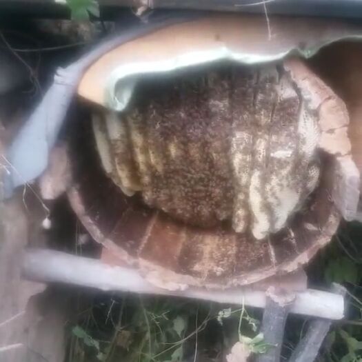 随县 纯正野生土蜂蜜