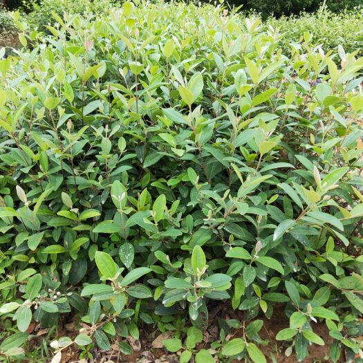 广州山稔 桃金娘山稔苗