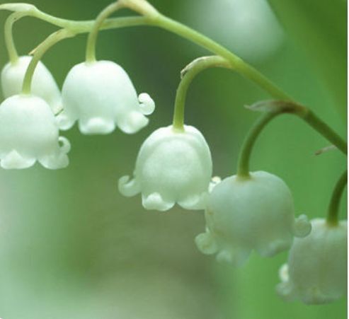 宿迁红花风铃木 风铃花种子多年生风铃花草本种植。