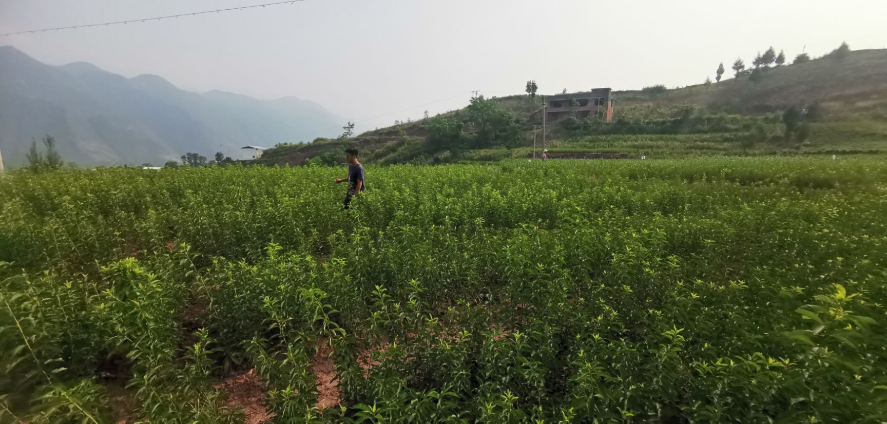  正宗巫山脆李苗，欢迎大家来基地采购