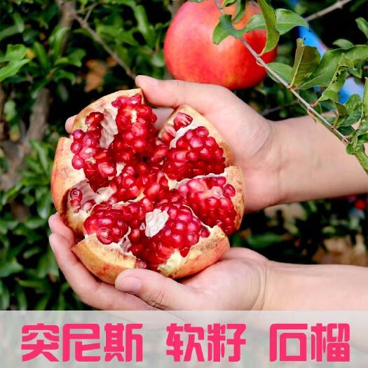 平邑县突尼斯软籽石榴树苗 突尼斯软籽石榴苗包成活基地直供现挖现卖免费提供技术指导