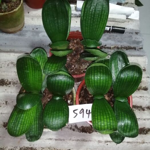 长春君子兰苗  包邮君子兰大苗优惠了