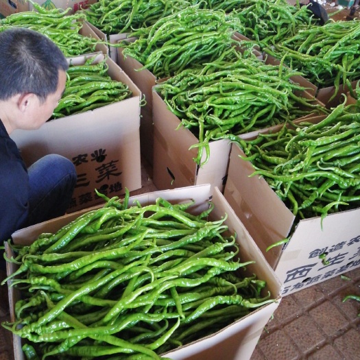 徐闻县螺旋线椒 精品螺丝线椒