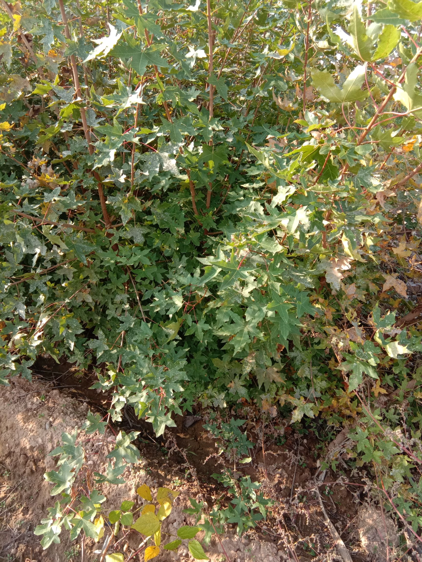 五角枫苗 当年五角枫小苗，五角枫种植基地，1－2－3公分五角